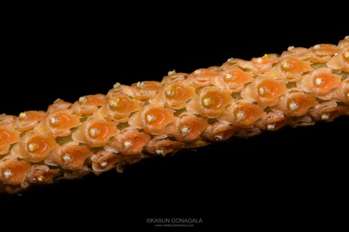 Oberonia forcipata Lindl.